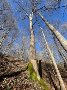 Timberland & Recreational Retreat in Bloomington, Indiana - image 9