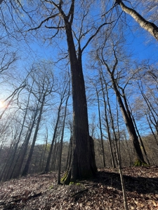 Timberland & Recreational Retreat in Bloomington, Indiana - image 6