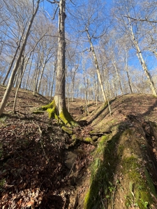 Timberland & Recreational Retreat in Bloomington, Indiana - image 11