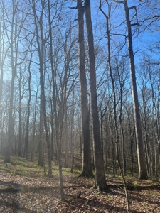 Timberland & Recreational Retreat in Bloomington, Indiana - image 7