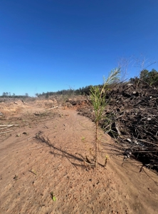 Jackson Parish Timber Tract 4 For Sale - image 3