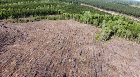 Jackson Parish Timber Tract 4 For Sale - image 6
