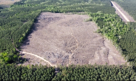 Jackson Parish Timber Tract 4 For Sale - image 5