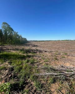 Jackson Parish Timber Tract 4 For Sale - image 4