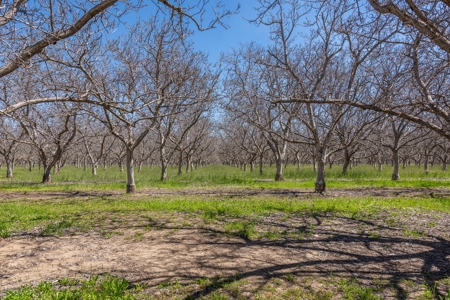 Winters, California Waterfront & Orchard For Sale - image 39