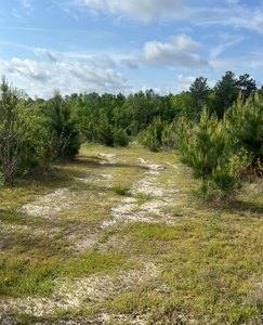 Jackson Parish Timber Tract 6-11 - image 5