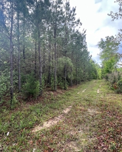 Jackson Parish Timber Tract 6-11 - image 12