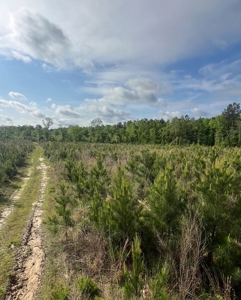 Jackson Parish Timber Tract 6-11 - image 7