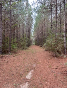 Jackson Parish Timber Tract 6-11 - image 17