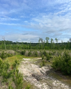Jackson Parish Timber Tract 6-11 - image 8