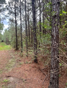 Jackson Parish Timber Tract 6-11 - image 18