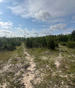 Jackson Parish Timber Tract 6-11 - image 6