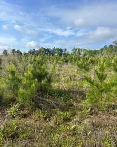 Jackson Parish Timber Tract 6-11 - image 4