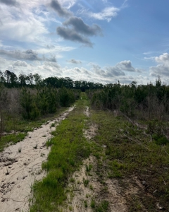 Jackson Parish Timber Tract 6-11 - image 9