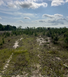 Jackson Parish Timber Tract 6-11 - image 3