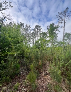 Jackson Parish Timber Tract 6-11 - image 10