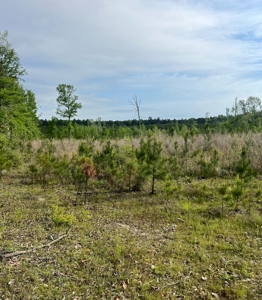 Jackson Parish Timber Tract 6-11 - image 2