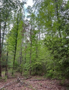 Jackson Parish Timber Tract 6-11 - image 14