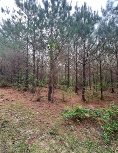 Jackson Parish Timber Tract 6-11 - image 19
