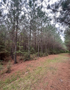 Jackson Parish Timber Tract 6-11 - image 16