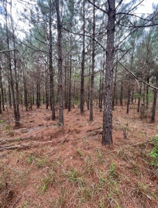 Jackson Parish Timber Tract 6-11 - image 20