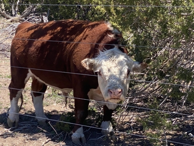 Horse / Cattle Ranch for Sale w/ Private Well in Seligman AZ - image 37