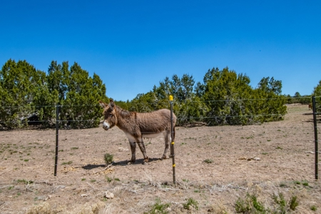 Horse / Cattle Ranch for Sale w/ Private Well in Seligman AZ - image 41