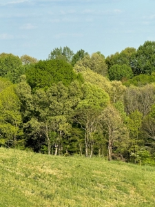 55 Acres Greensburg Ky - image 6