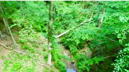 55 Acres Greensburg Ky - image 19