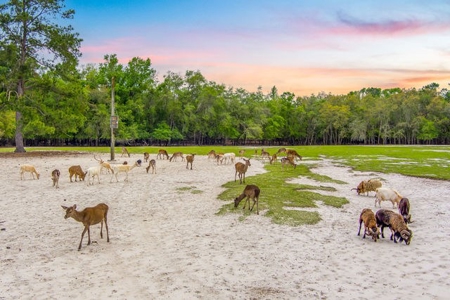 Licensed Hunting Preserve In Branford Florida For Sale!!! - image 31