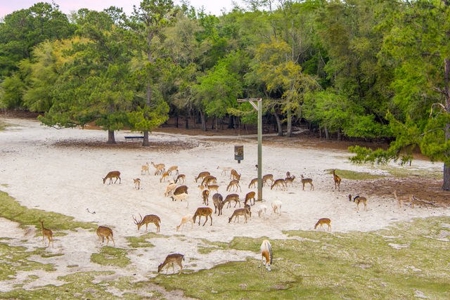Licensed Hunting Preserve In Branford Florida For Sale!!! - image 29