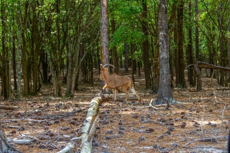 Licensed Hunting Preserve In Branford Florida For Sale!!! - image 43