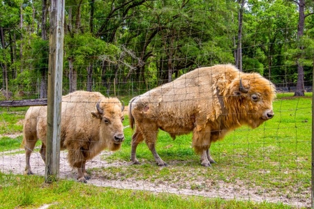 Licensed Hunting Preserve In Branford Florida For Sale!!! - image 36