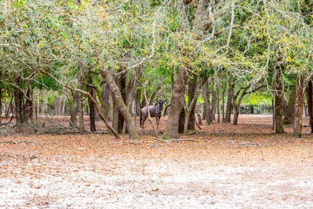 Licensed Hunting Preserve In Branford Florida For Sale!!! - image 42