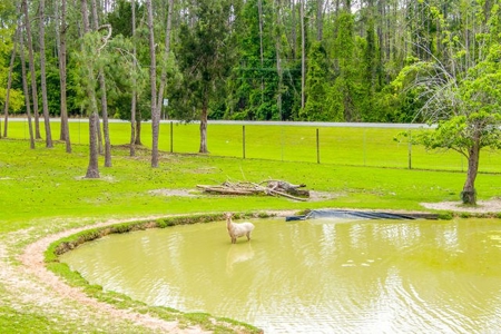 Licensed Hunting Preserve In Branford Florida For Sale!!! - image 25