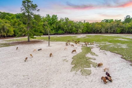 Licensed Hunting Preserve In Branford Florida For Sale!!! - image 32
