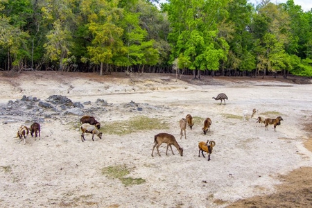 Licensed Hunting Preserve In Branford Florida For Sale!!! - image 34