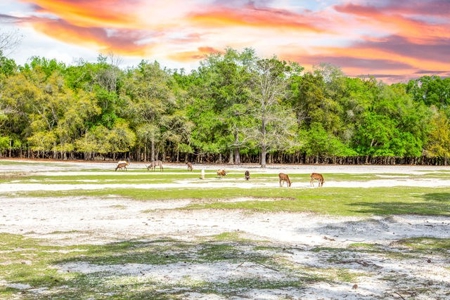 Licensed Hunting Preserve In Branford Florida For Sale!!! - image 37