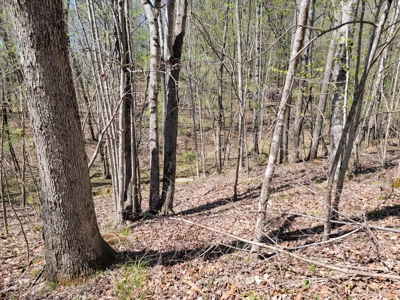 Offering #1 - Wooded Lot for Sale in Amherst VA - image 11