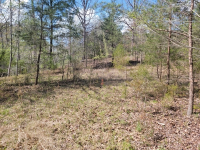 Offering #3 - Recreational Tract for Sale in Amherst VA - image 18