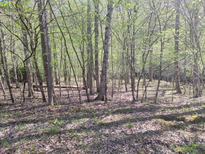 Offering #3 - Recreational Tract for Sale in Amherst VA - image 20