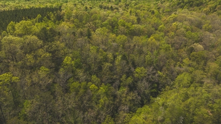 Offering #3 - Recreational Tract for Sale in Amherst VA - image 11