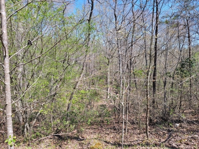 Offering #4 - Large Wooded Tract for Sale in Amherst VA - image 9