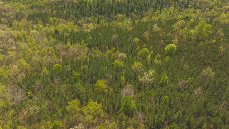 Offering #4 - Large Wooded Tract for Sale in Amherst VA - image 15