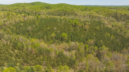 Offering #4 - Large Wooded Tract for Sale in Amherst VA - image 17