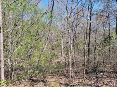 Offering #4 - Large Wooded Tract for Sale in Amherst VA - image 8