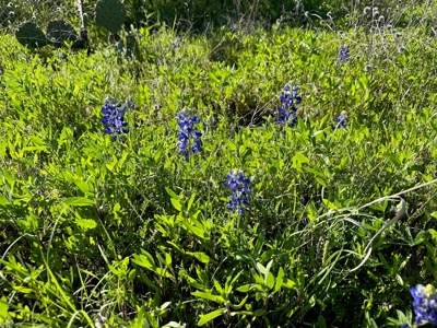 Lakeview Lot 461 at The Hideout Golf Resort Lake Brownwood - image 16