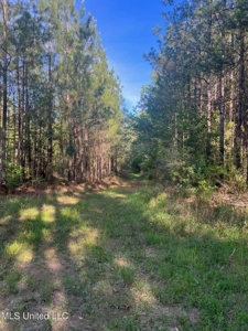 92 Acres Bogue Chitto, MS, Lincoln County - image 14