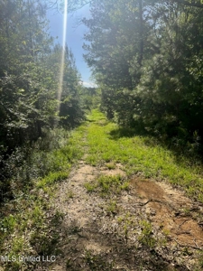92 Acres Bogue Chitto, MS, Lincoln County - image 10