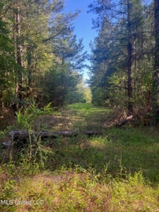 92 Acres Bogue Chitto, MS, Lincoln County - image 15